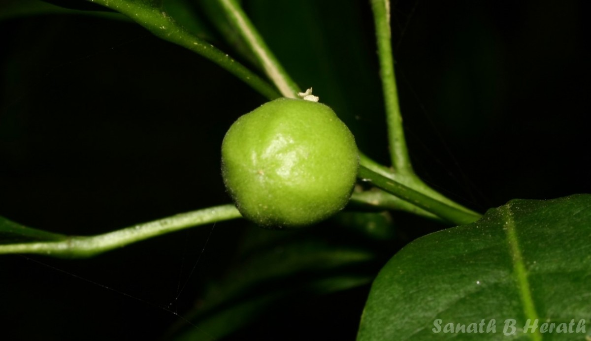 Acronychia pedunculata (L.) Miq.